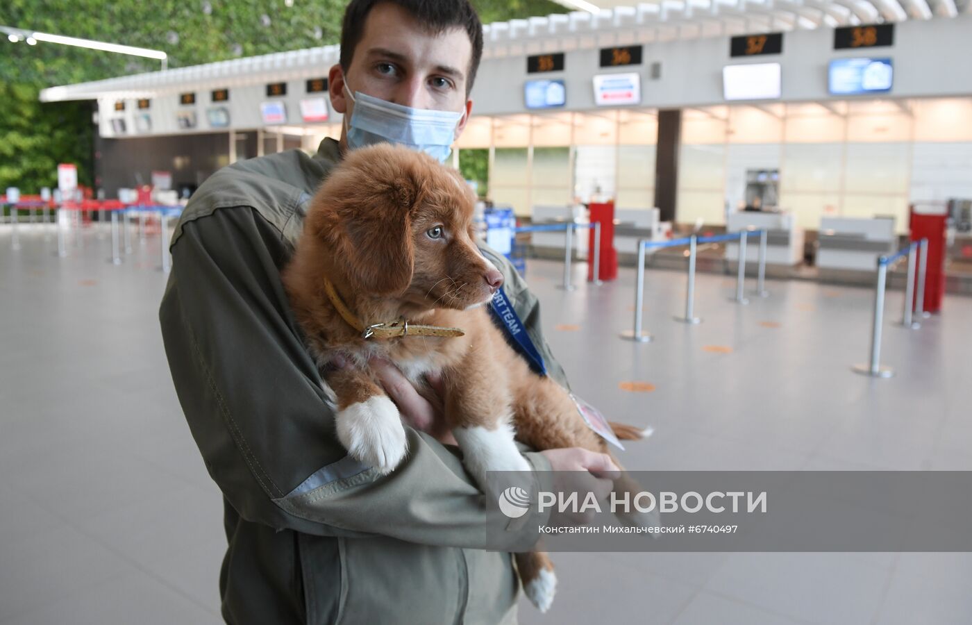 Щенок ретривера прибыл на службу в аэропорт Симферополя