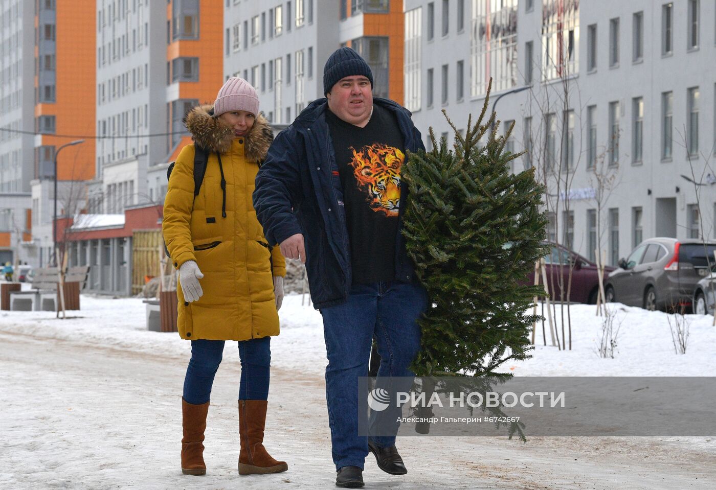 Сбор новогодних елей в Санкт-Петербурге