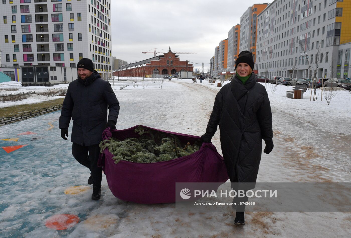 Сбор новогодних елей в Санкт-Петербурге