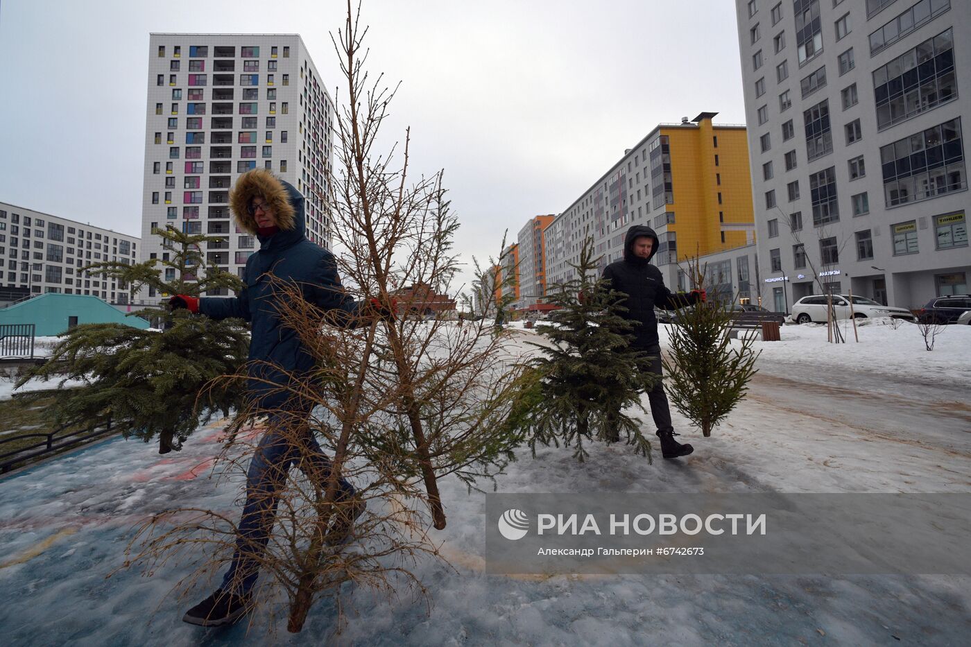 Сбор новогодних елей в Санкт-Петербурге