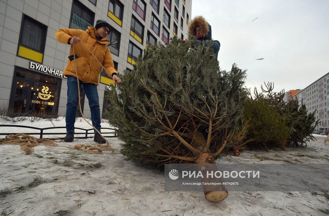 Сбор новогодних елей в Санкт-Петербурге