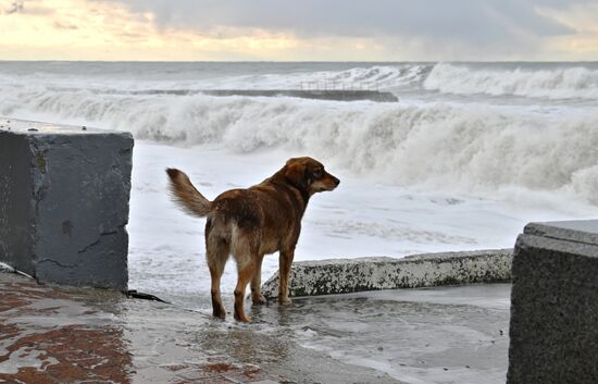 Шторм в Сочи