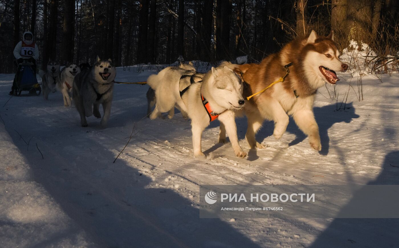 Кубок Урала и Сибири по ездовому спорту в Кемеровской области