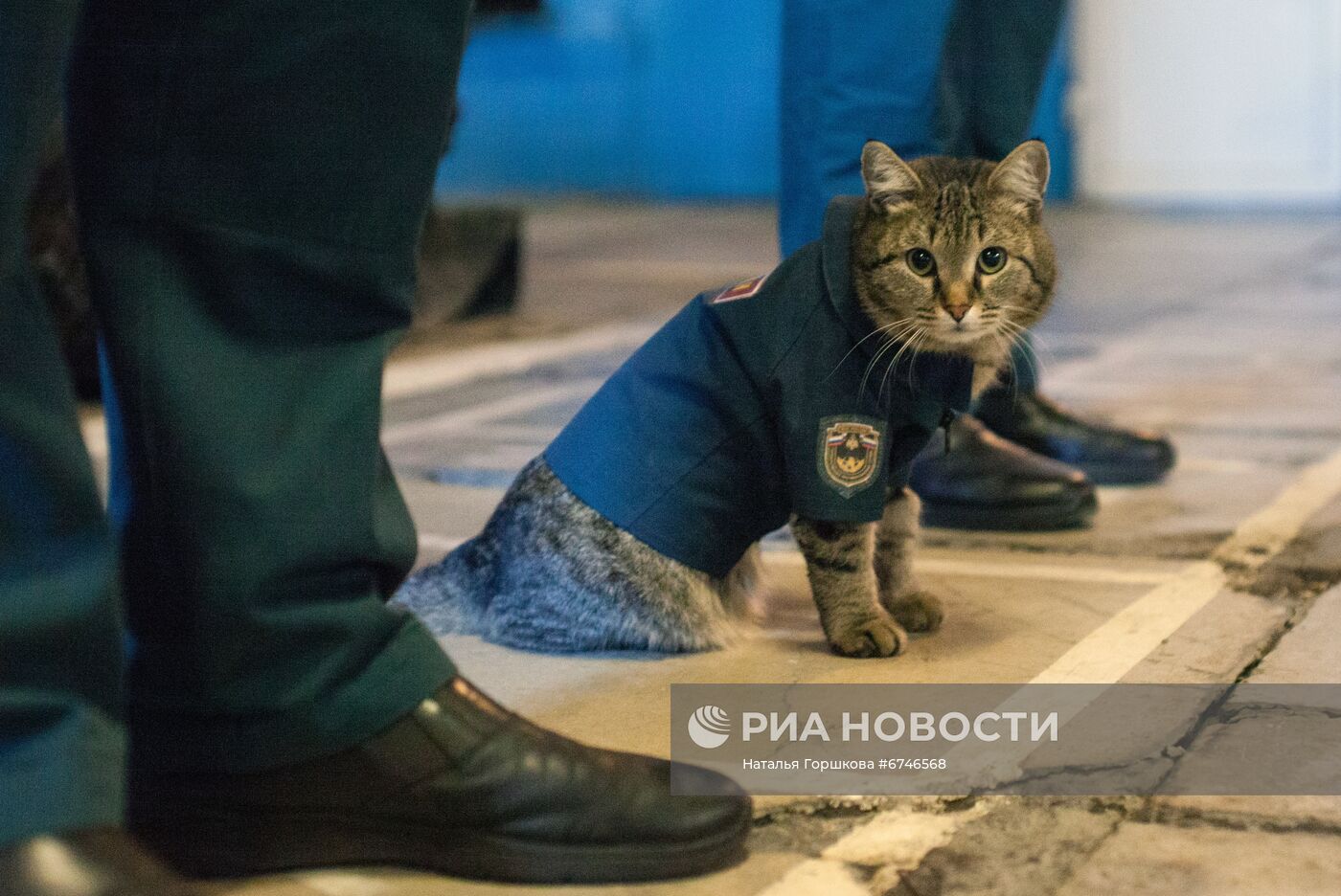 Кот Семен в пожарной части в Тюменской области