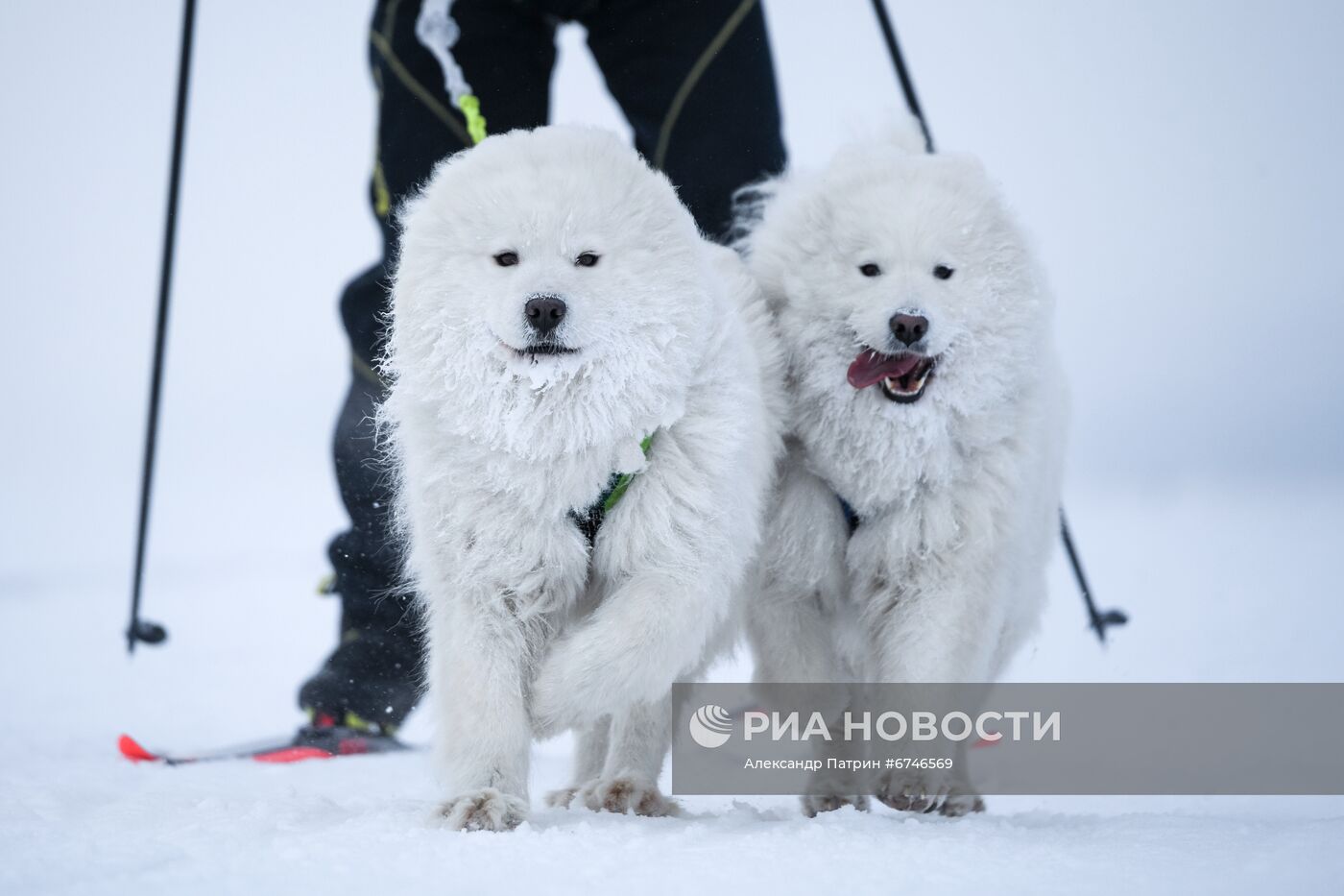 Кубок Урала и Сибири по ездовому спорту в Кемеровской области