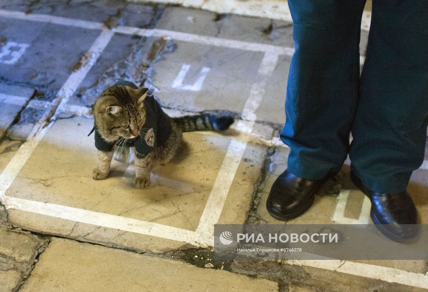 Кот Семен в пожарной части в Тюменской области