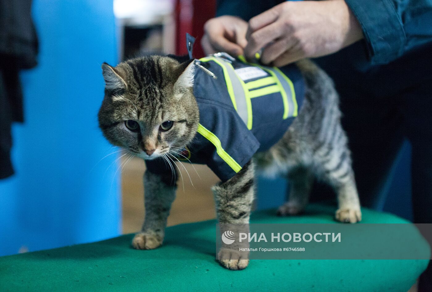 Кот Семен в пожарной части в Тюменской области