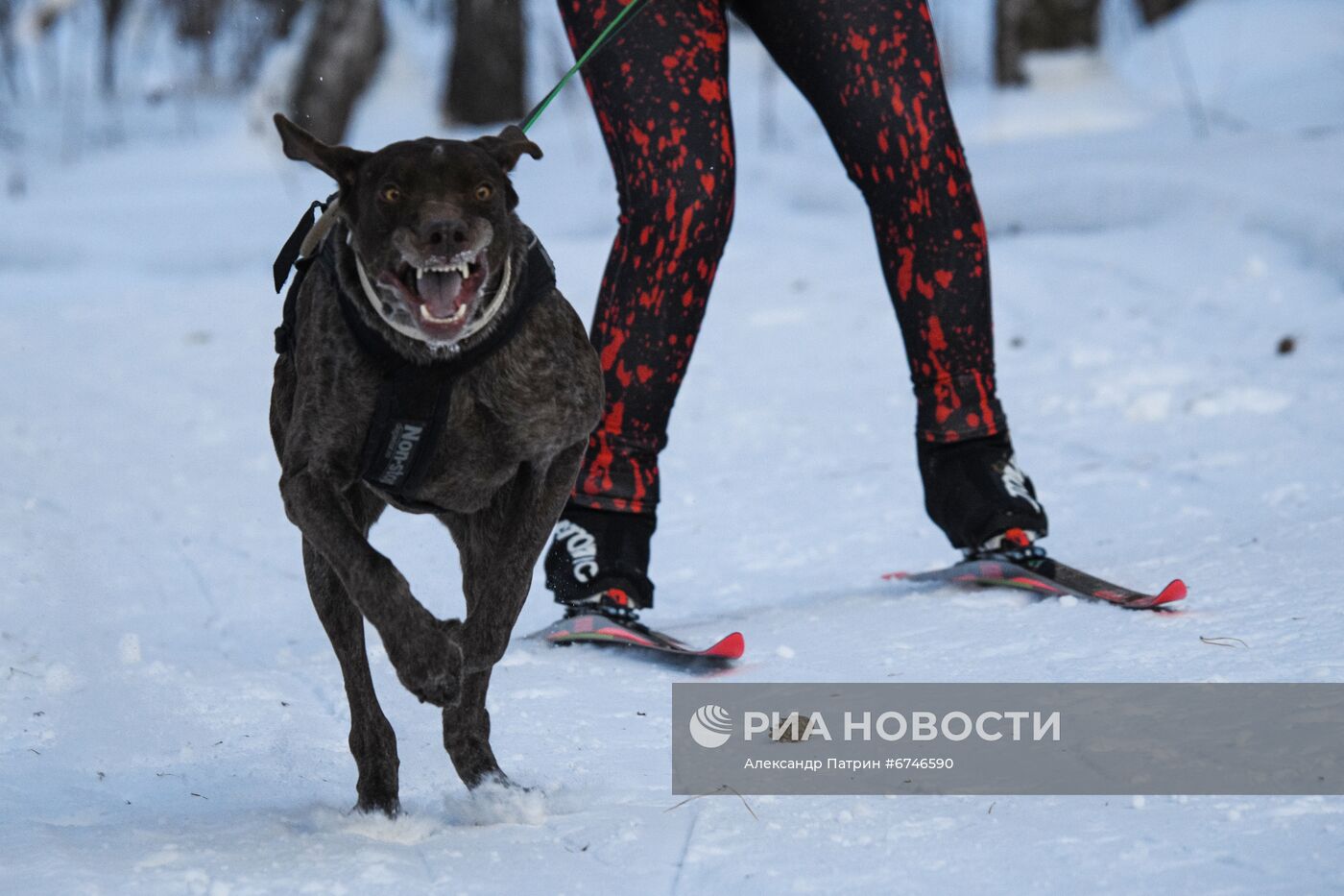 Кубок Урала и Сибири по ездовому спорту в Кемеровской области