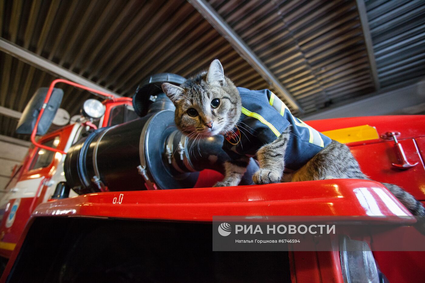 Кот Семен в пожарной части в Тюменской области