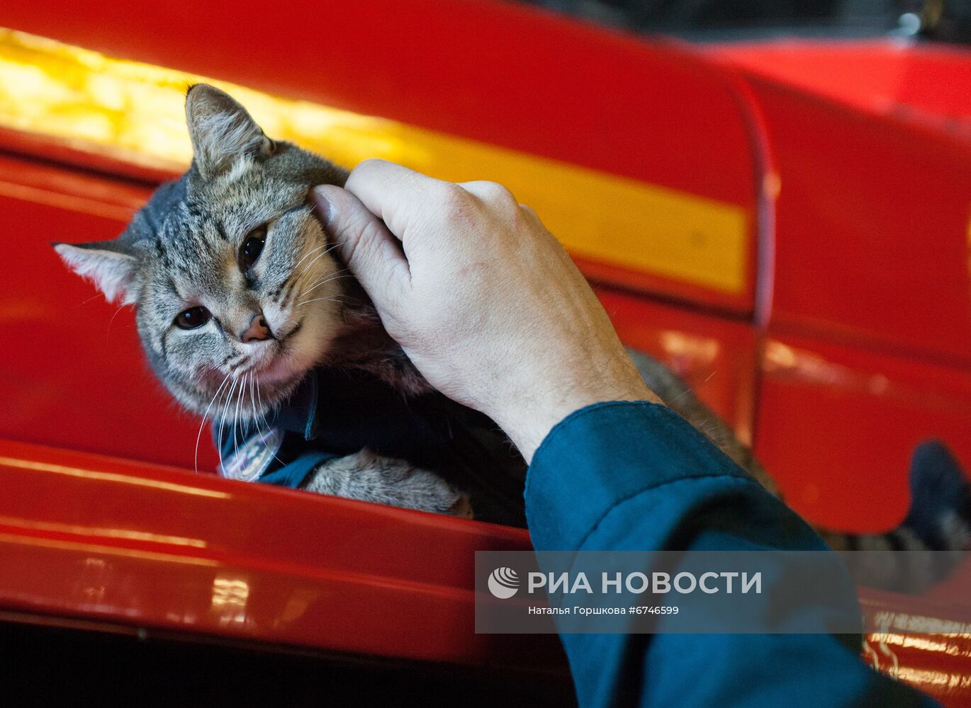 Кот Семен в пожарной части в Тюменской области