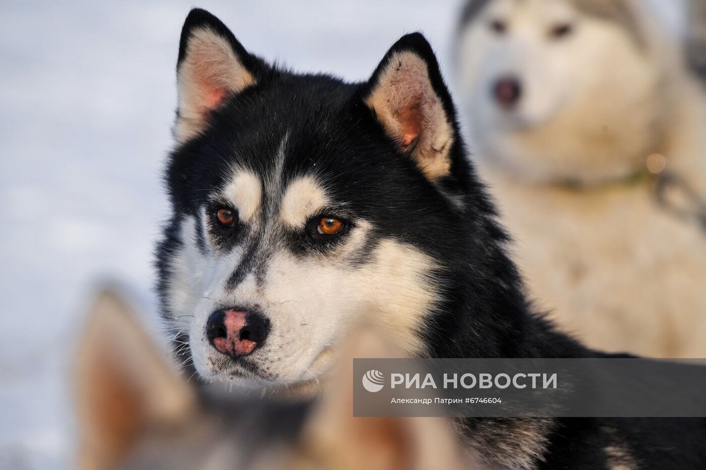 Кубок Урала и Сибири по ездовому спорту в Кемеровской области