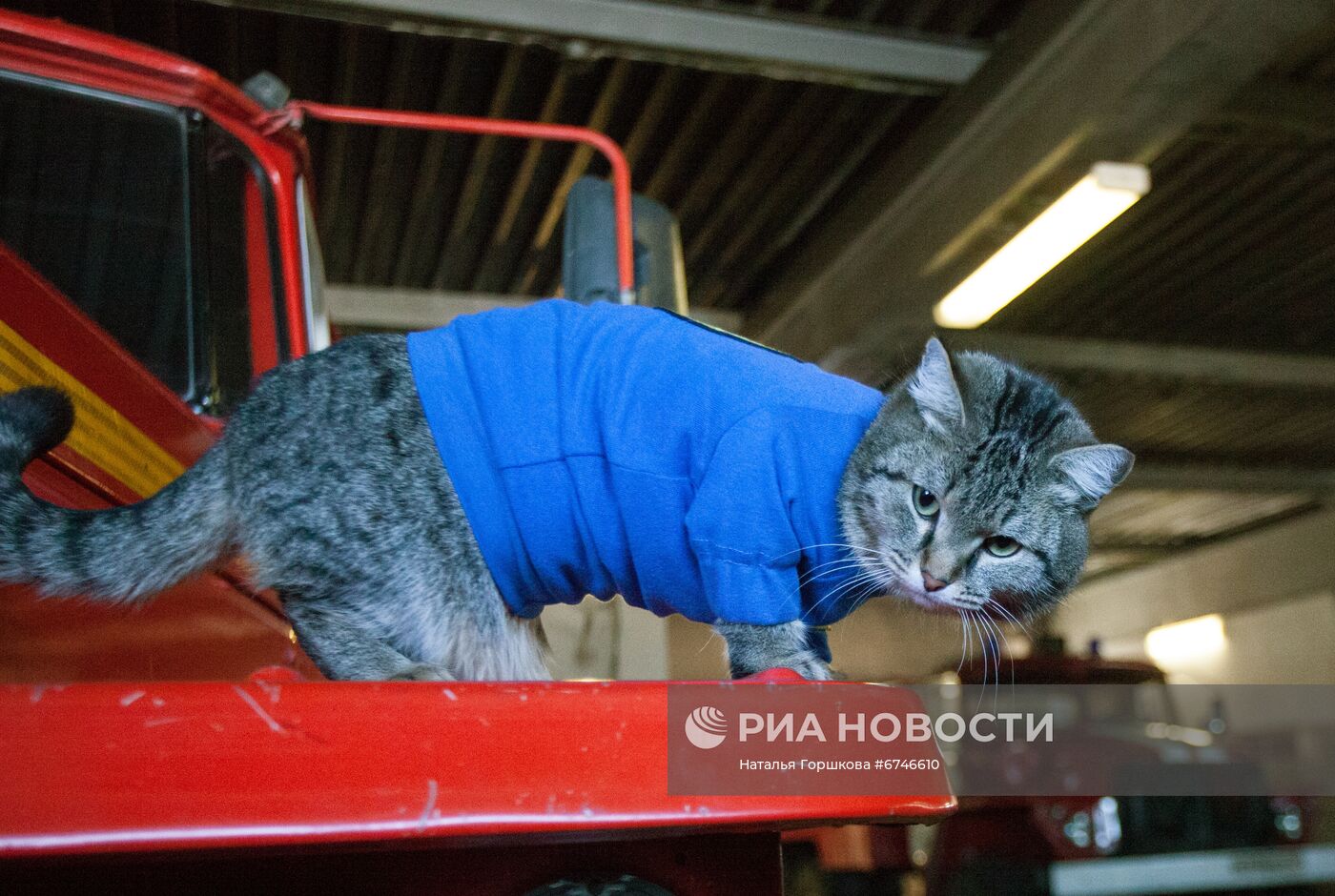 Кот Семен в пожарной части в Тюменской области