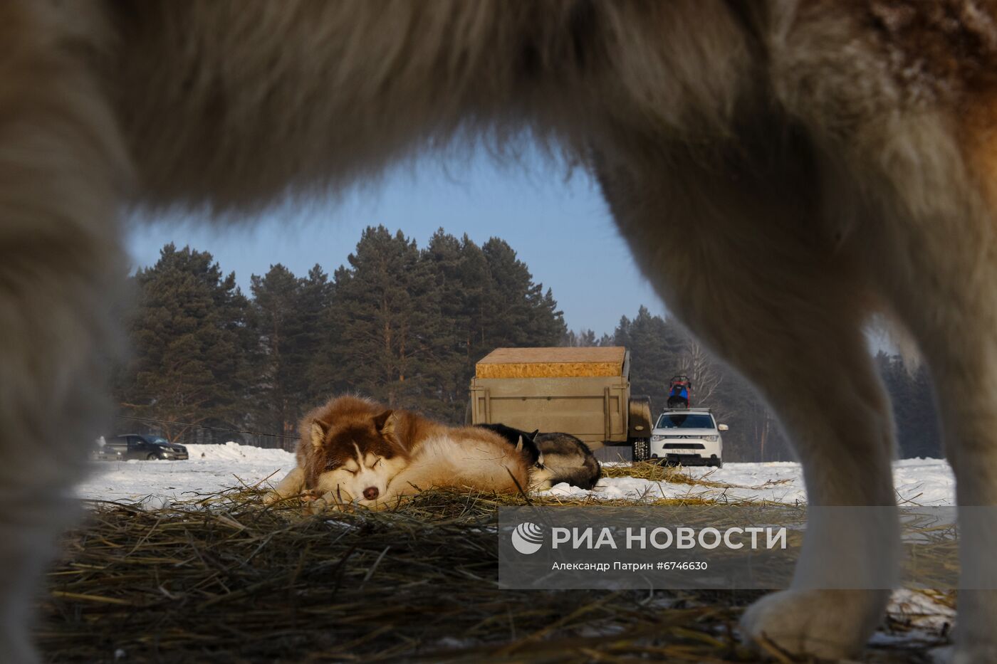 Кубок Урала и Сибири по ездовому спорту в Кемеровской области