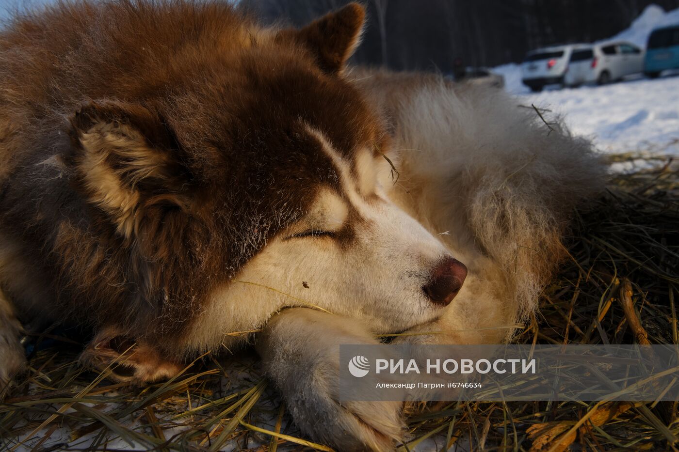 Кубок Урала и Сибири по ездовому спорту в Кемеровской области