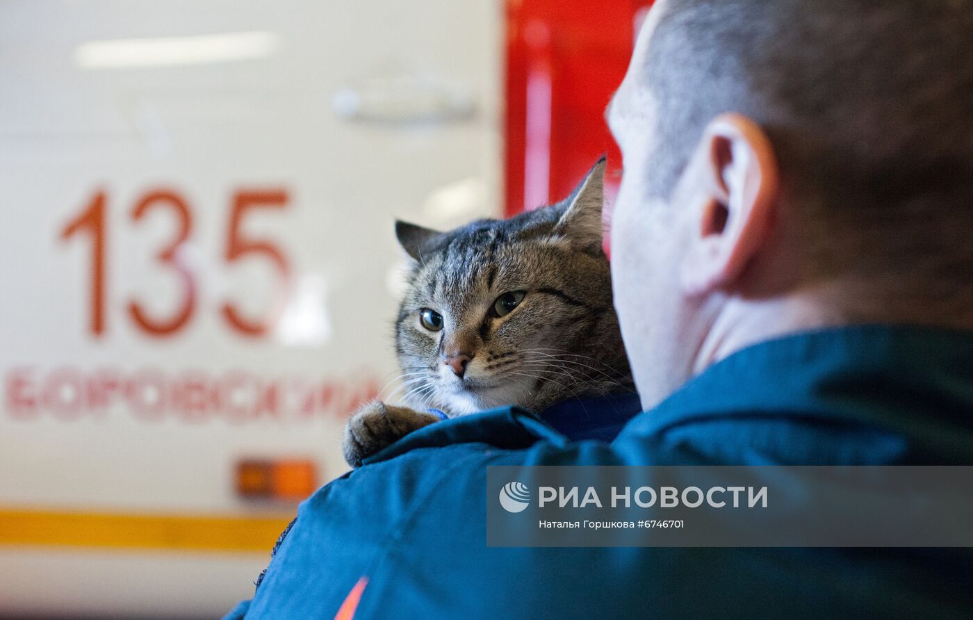 Кот Семен в пожарной части в Тюменской области