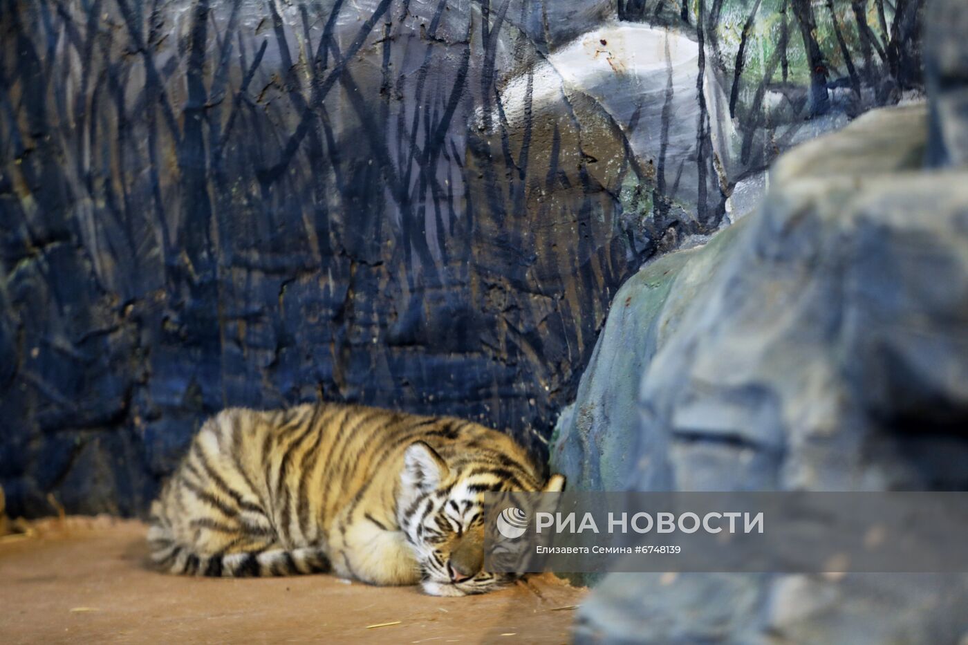 В нижегородском зоопарке родились бенгальские тигрята