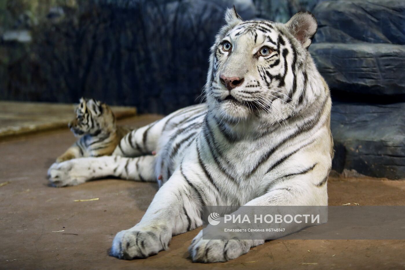 В нижегородском зоопарке родились бенгальские тигрята