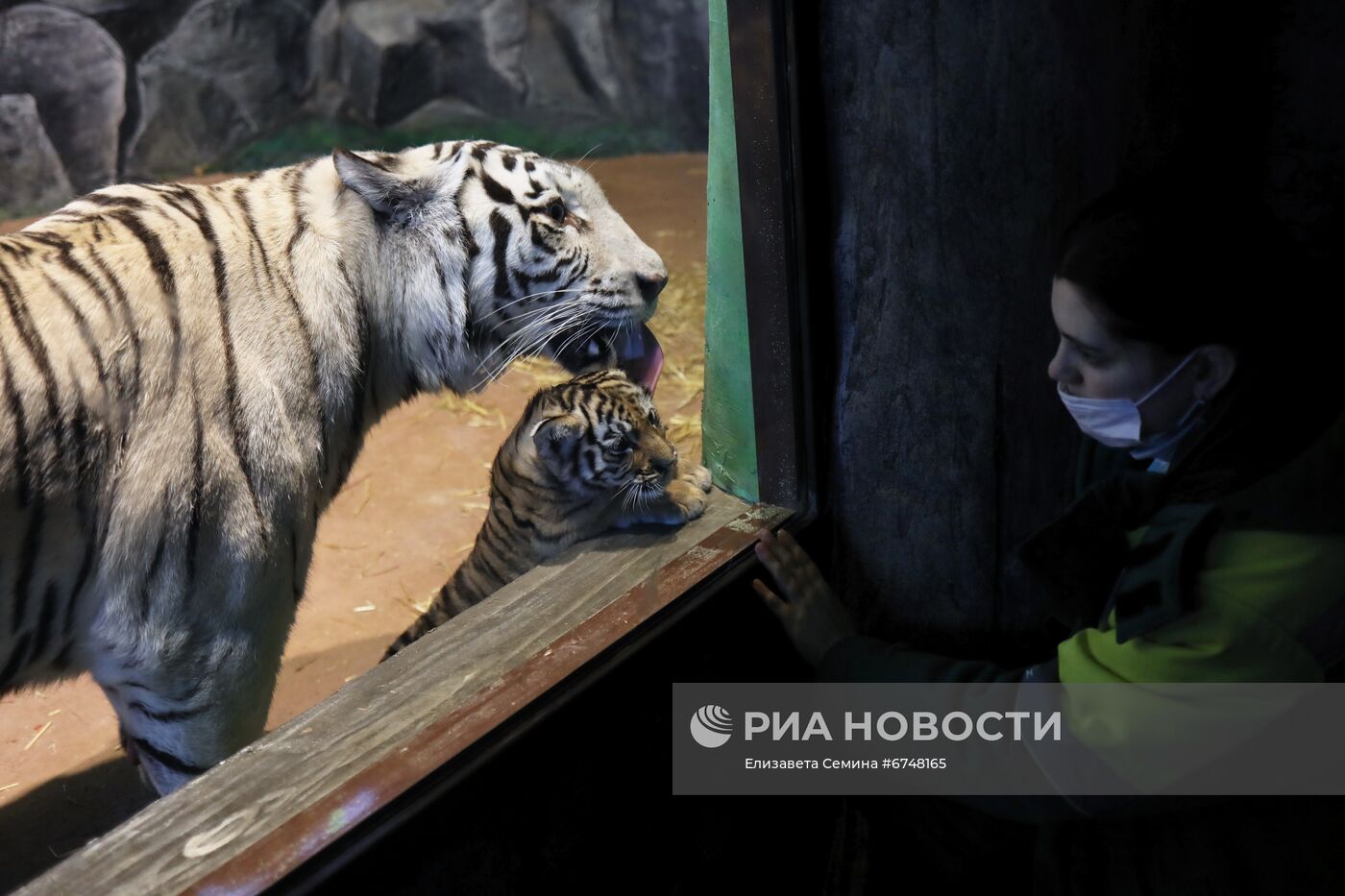 В нижегородском зоопарке родились бенгальские тигрята