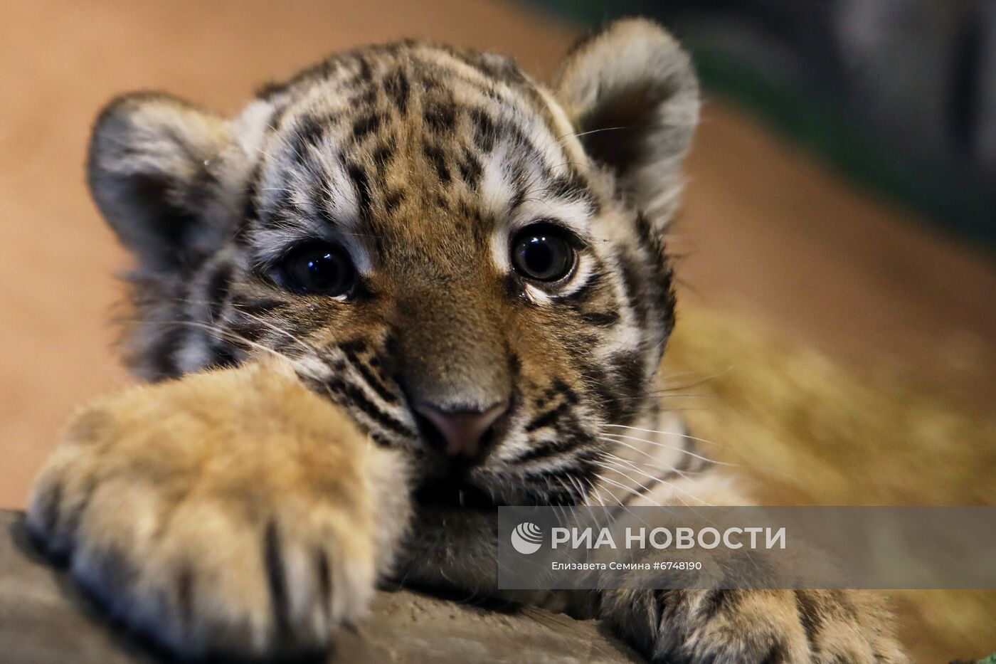 В нижегородском зоопарке родились бенгальские тигрята