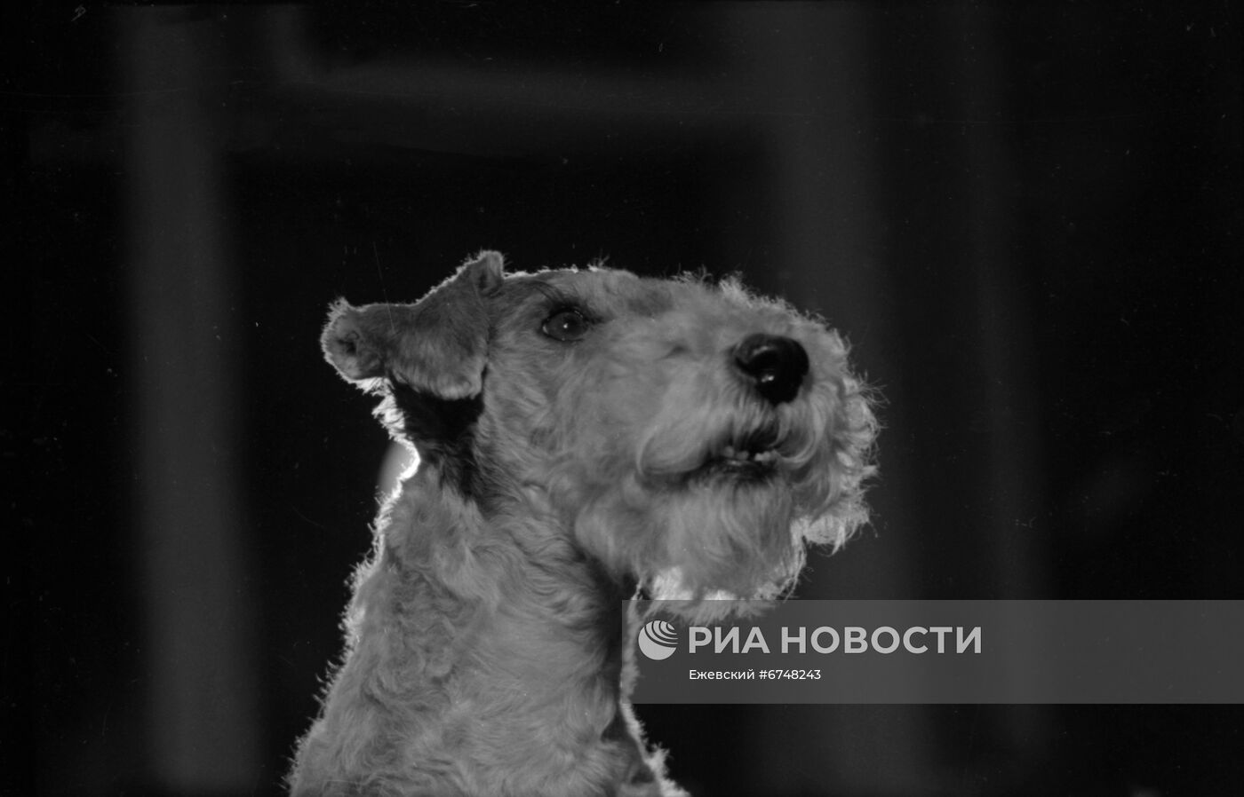 Жесткошерстный фокстерьер