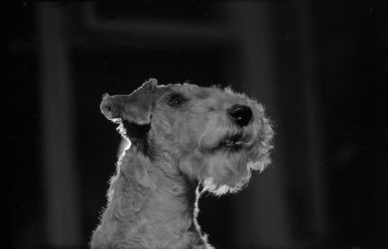 Жесткошерстный фокстерьер