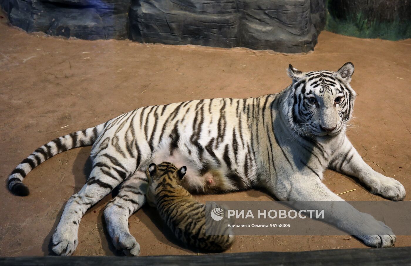В нижегородском зоопарке родились бенгальские тигрята