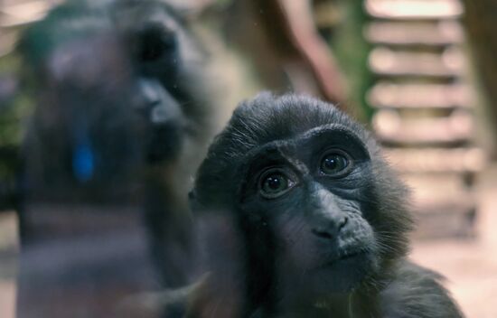 Ленинградский зоопарк
