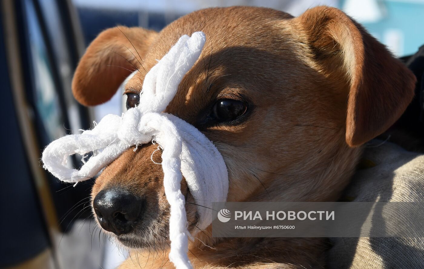 Отлов бездомных собак в Красноярском крае