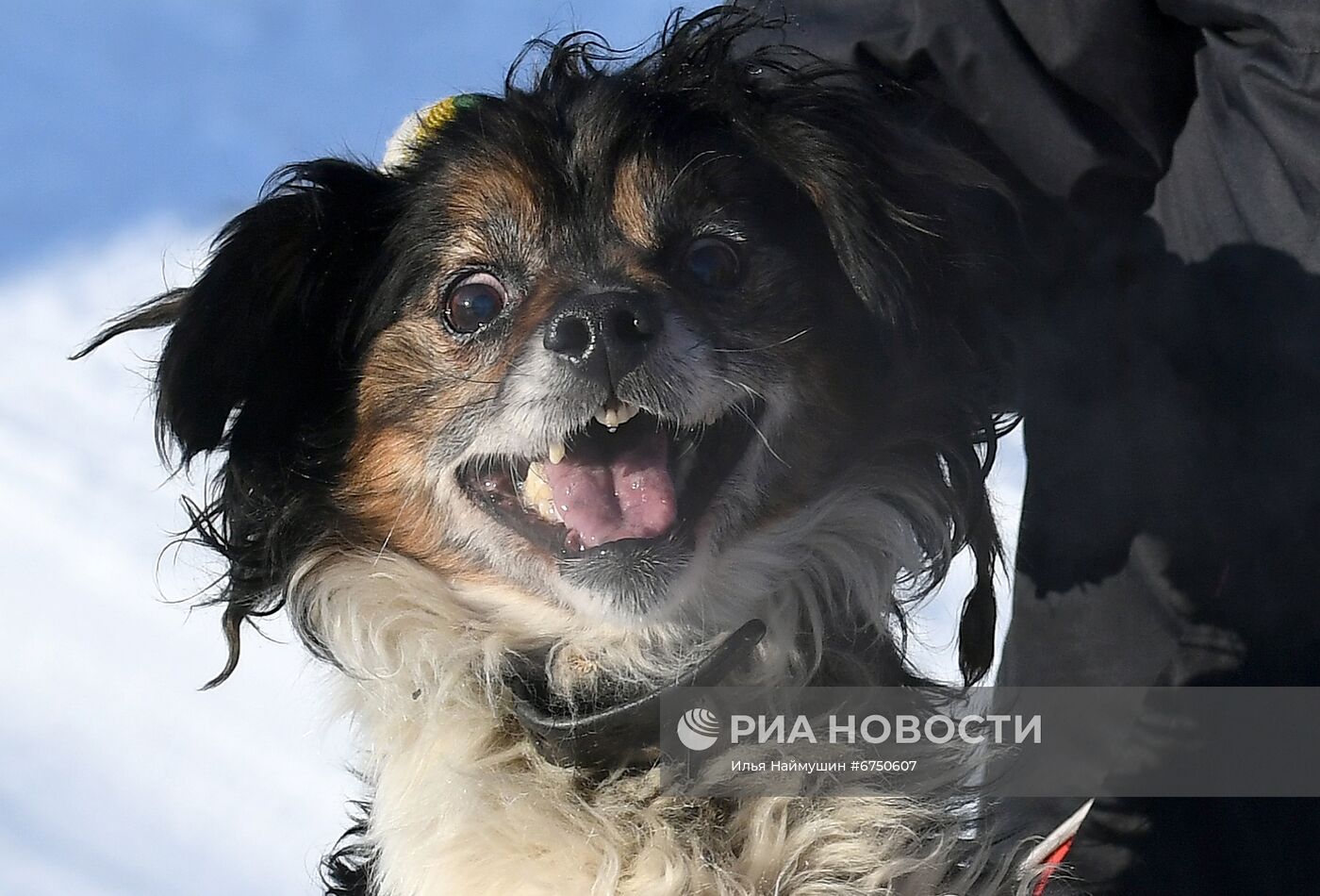 Отлов бездомных собак в Красноярском крае