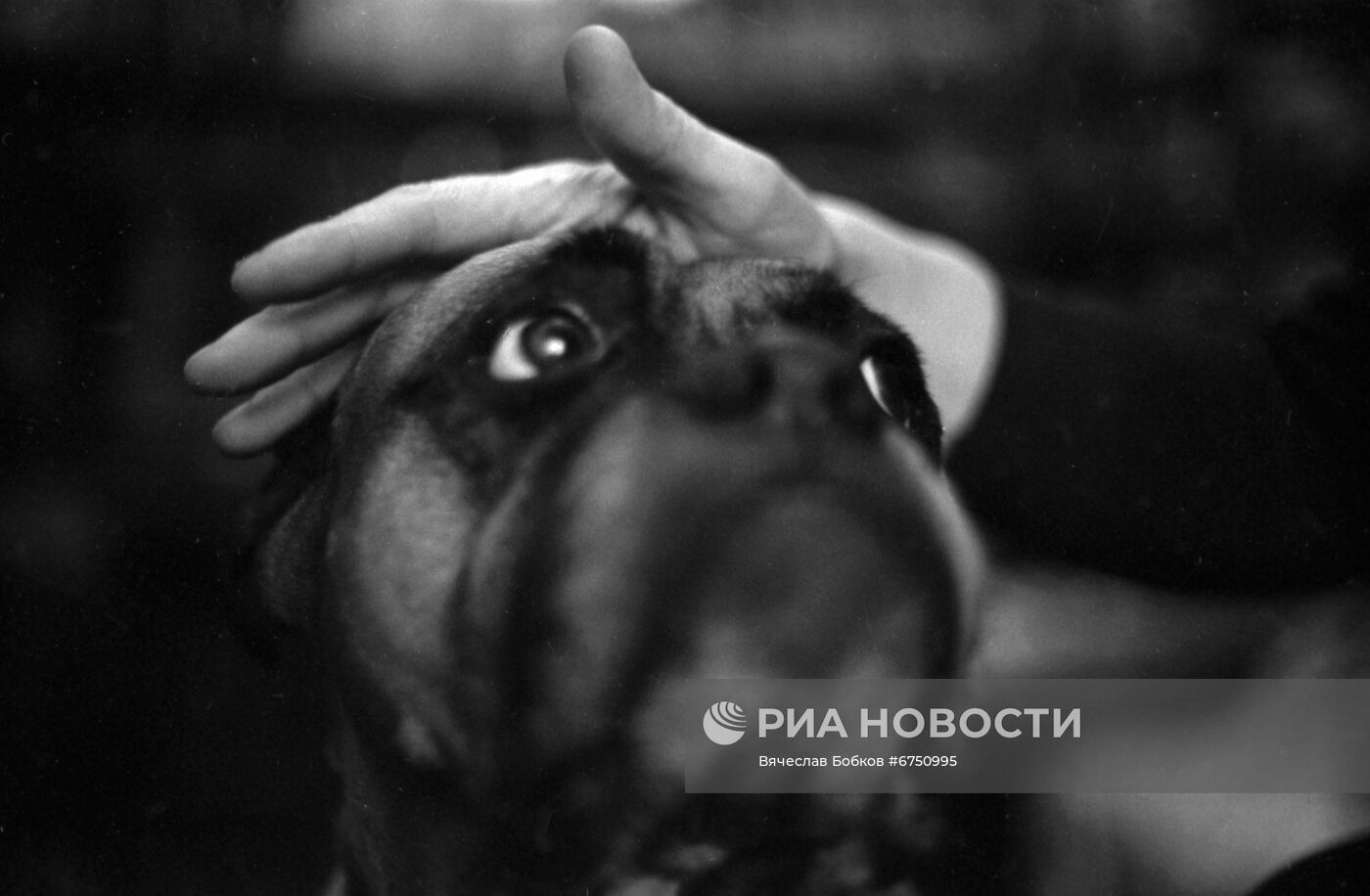 Одна из ветеринарных клиник Москвы