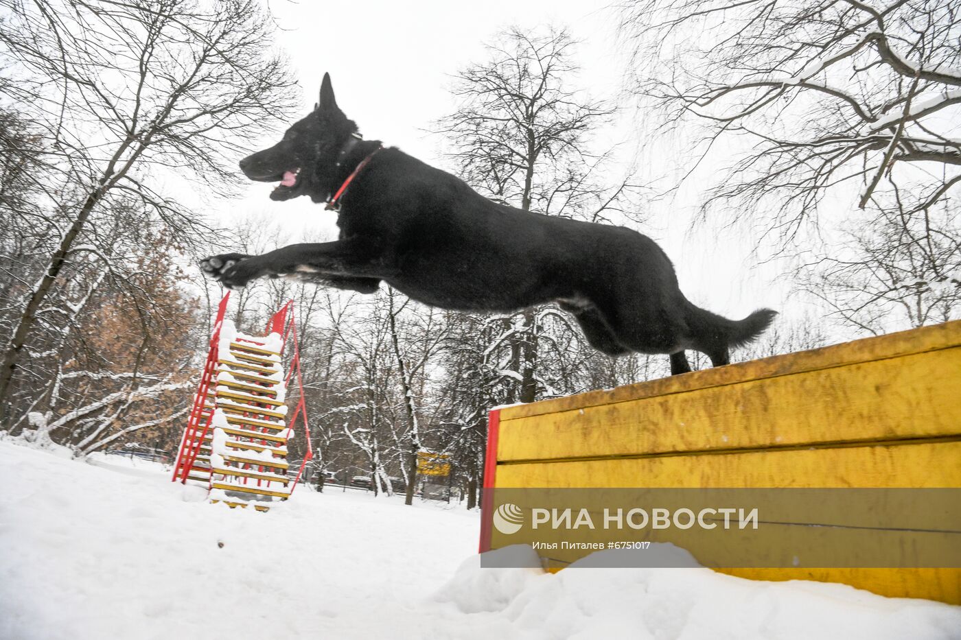 Кинологический центр в парке "Сокольники"