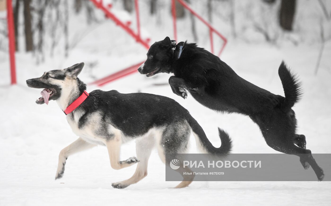 Кинологический центр в парке "Сокольники"