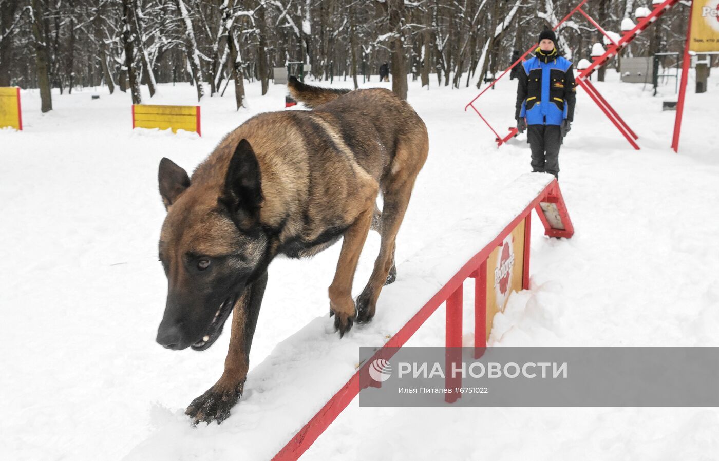 Кинологический центр в парке "Сокольники"