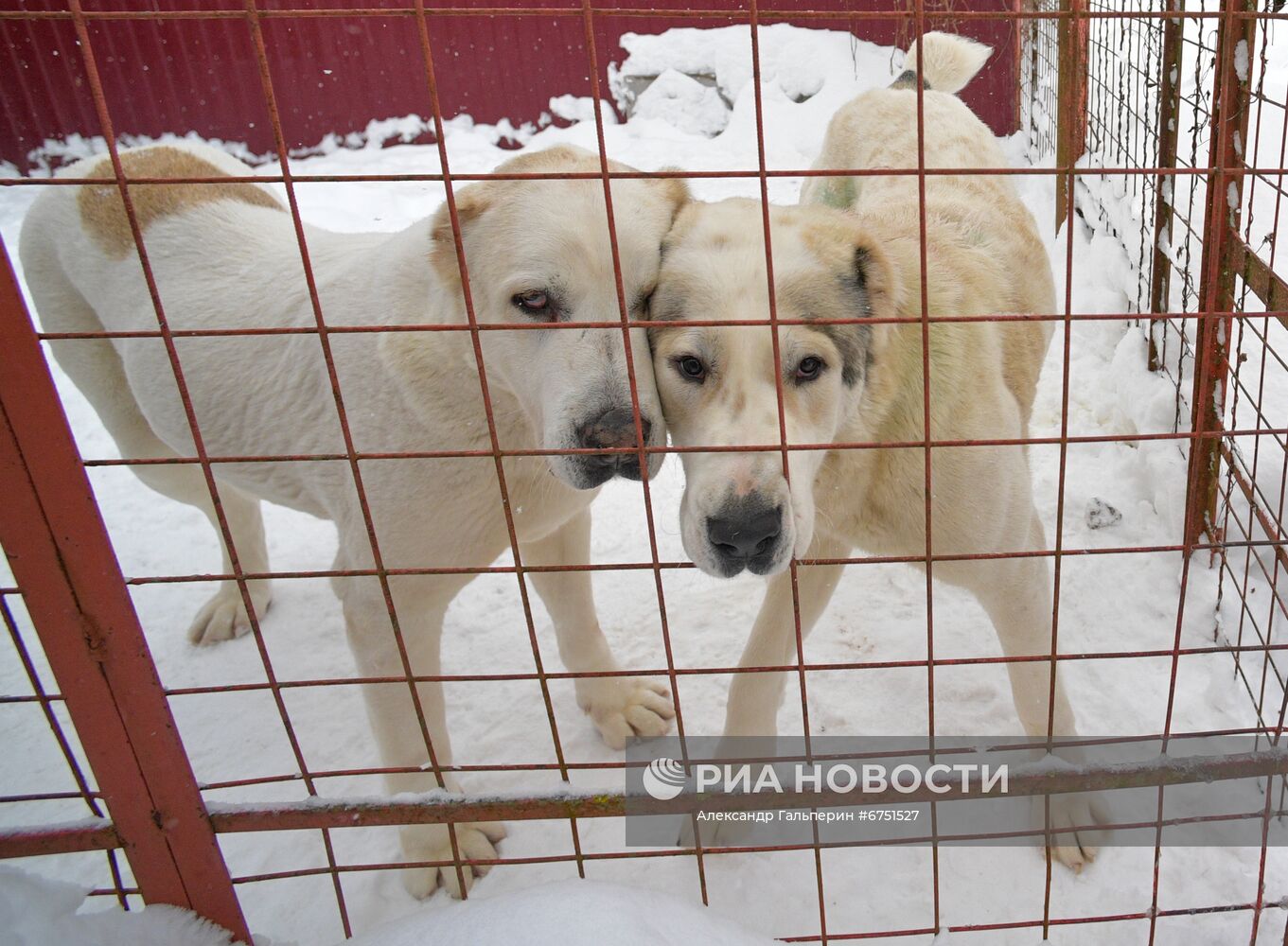 Питомник "С Медного озера" в Ленинградской области