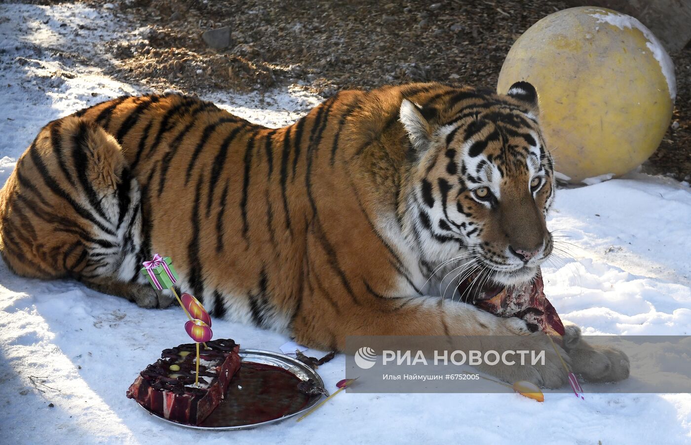 Год Тигра по лунному календарю в парке флоры и фауны "Роев ручей"