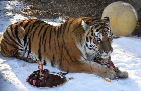 Год Тигра по лунному календарю в парке флоры и фауны "Роев ручей"