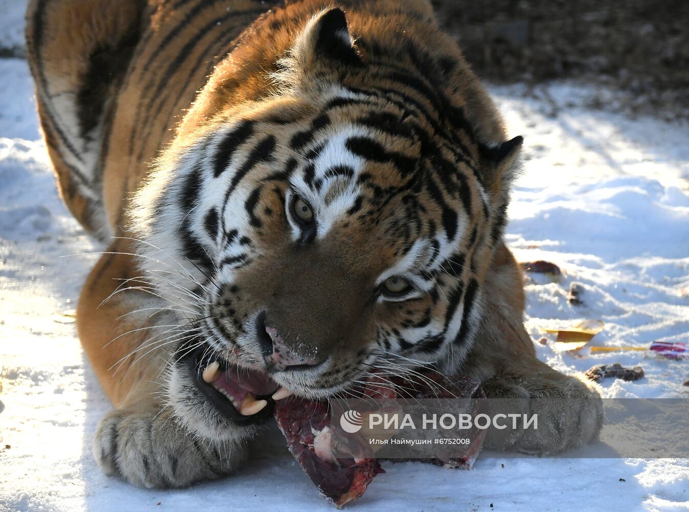 Год Тигра по лунному календарю в парке флоры и фауны "Роев ручей"