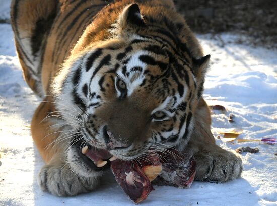 Год Тигра по лунному календарю в парке флоры и фауны "Роев ручей"