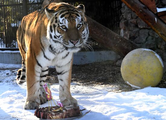 Год Тигра по лунному календарю в парке флоры и фауны "Роев ручей"