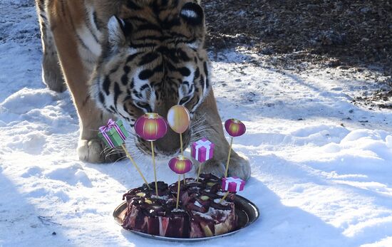 Год Тигра по лунному календарю в парке флоры и фауны "Роев ручей"