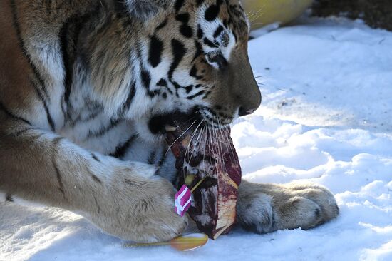 Год Тигра по лунному календарю в парке флоры и фауны "Роев ручей"