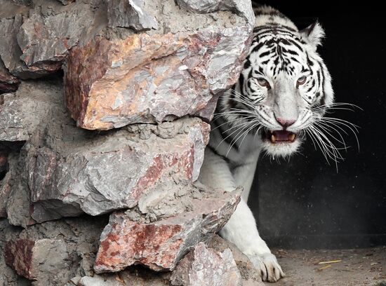 Год Тигра по лунному календарю в парке флоры и фауны "Роев ручей"