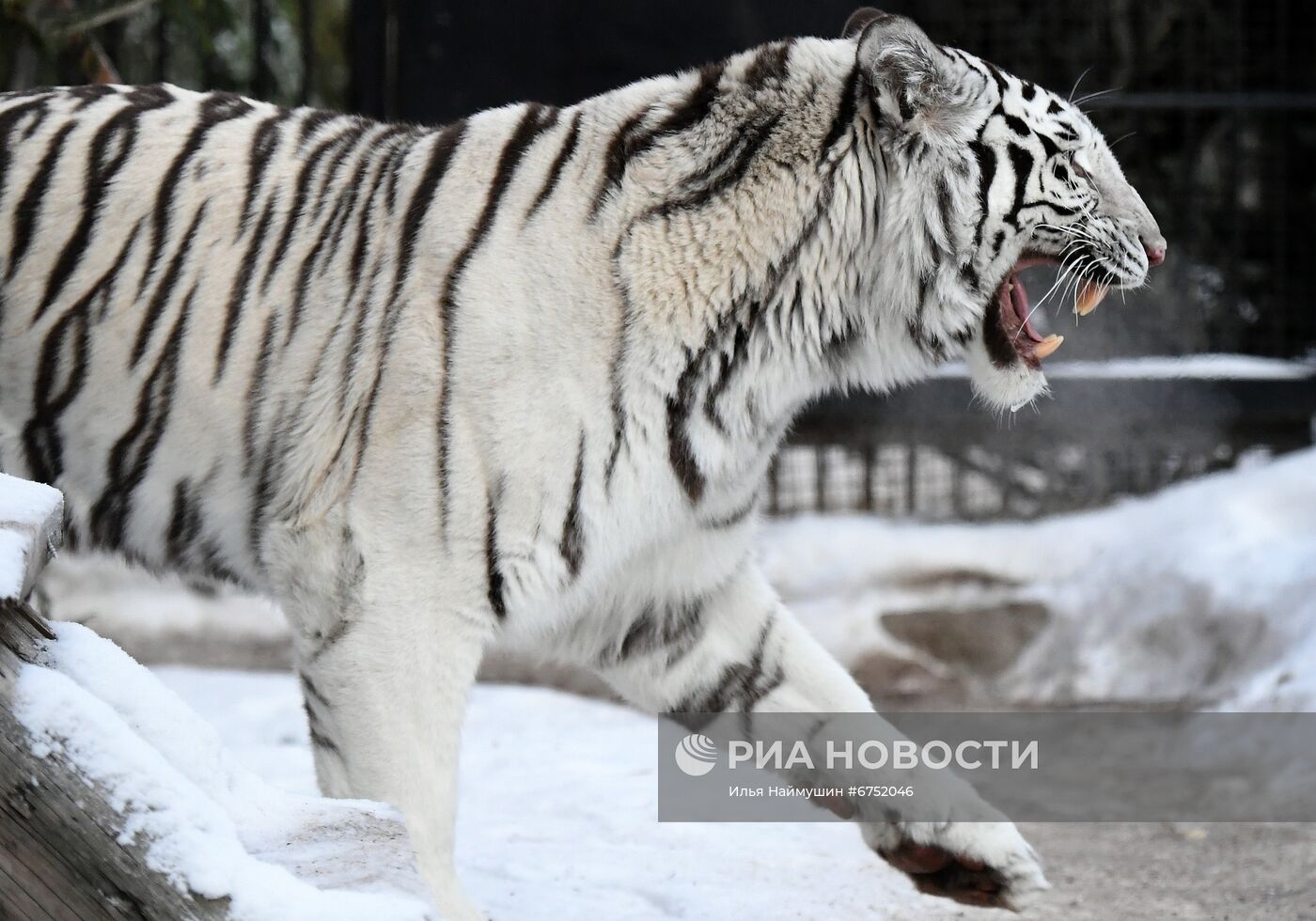 Год Тигра по лунному календарю в парке флоры и фауны "Роев ручей"