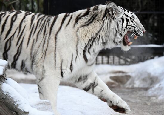 Год Тигра по лунному календарю в парке флоры и фауны "Роев ручей"