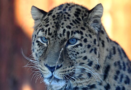 Год Тигра по лунному календарю в парке флоры и фауны "Роев ручей"