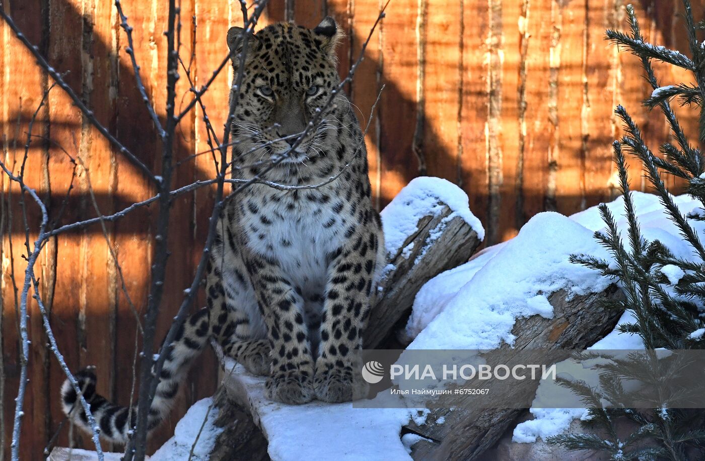 Год Тигра по лунному календарю в парке флоры и фауны "Роев ручей"