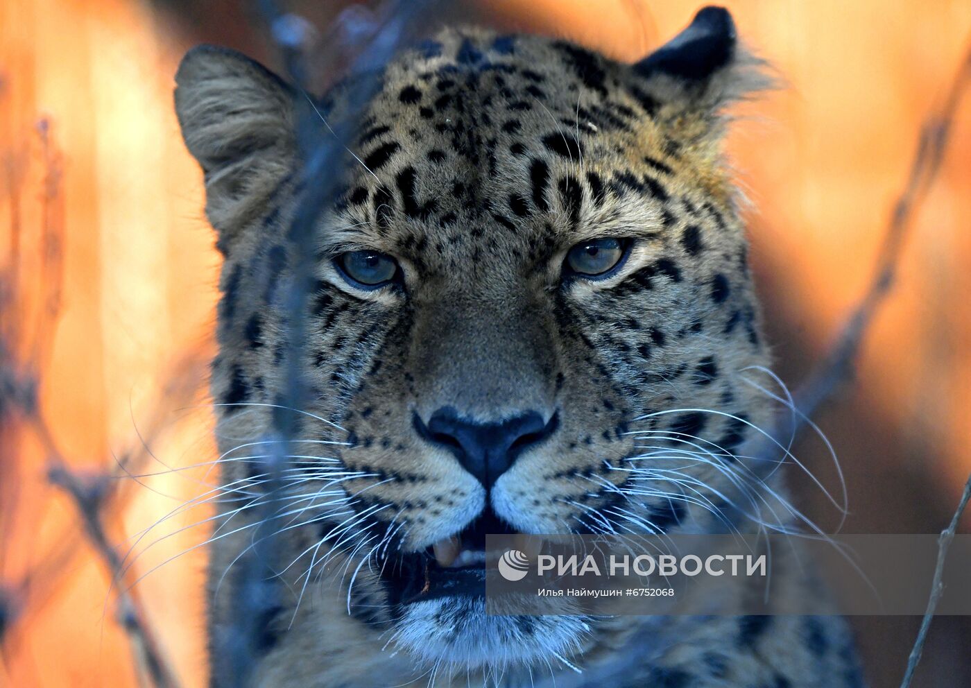 Год Тигра по лунному календарю в парке флоры и фауны "Роев ручей"
