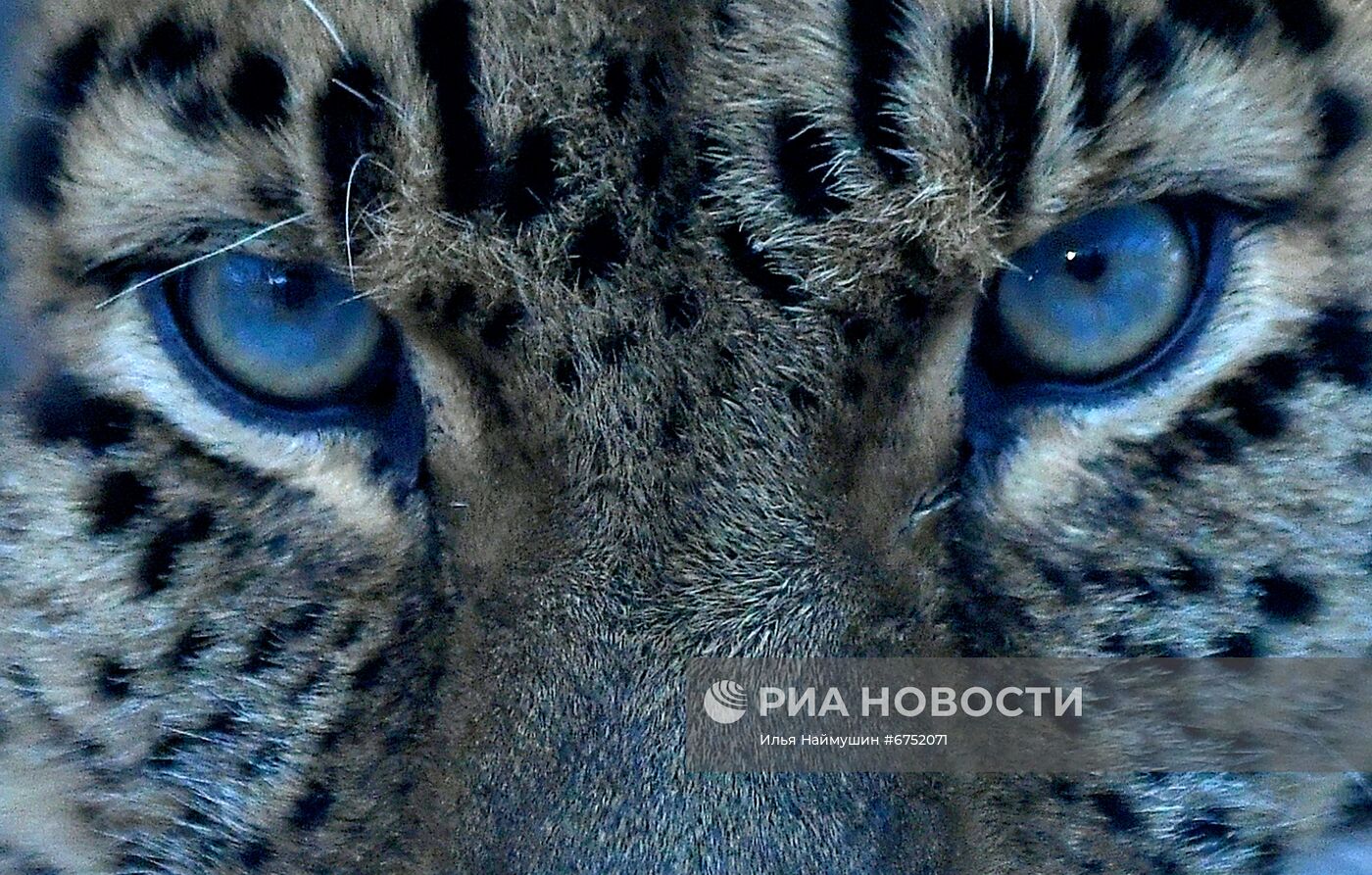 Год Тигра по лунному календарю в парке флоры и фауны "Роев ручей"