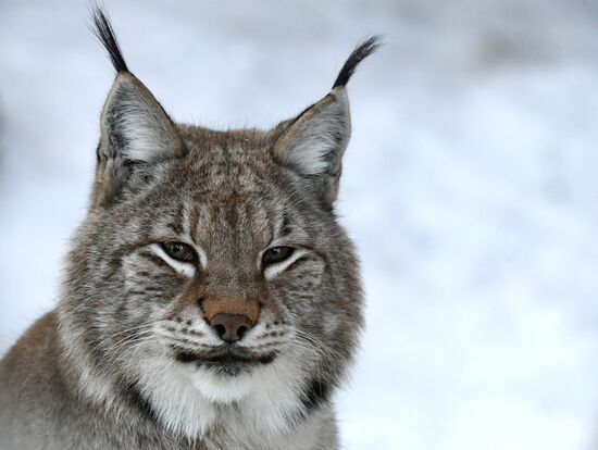 Год Тигра по лунному календарю в парке флоры и фауны "Роев ручей"