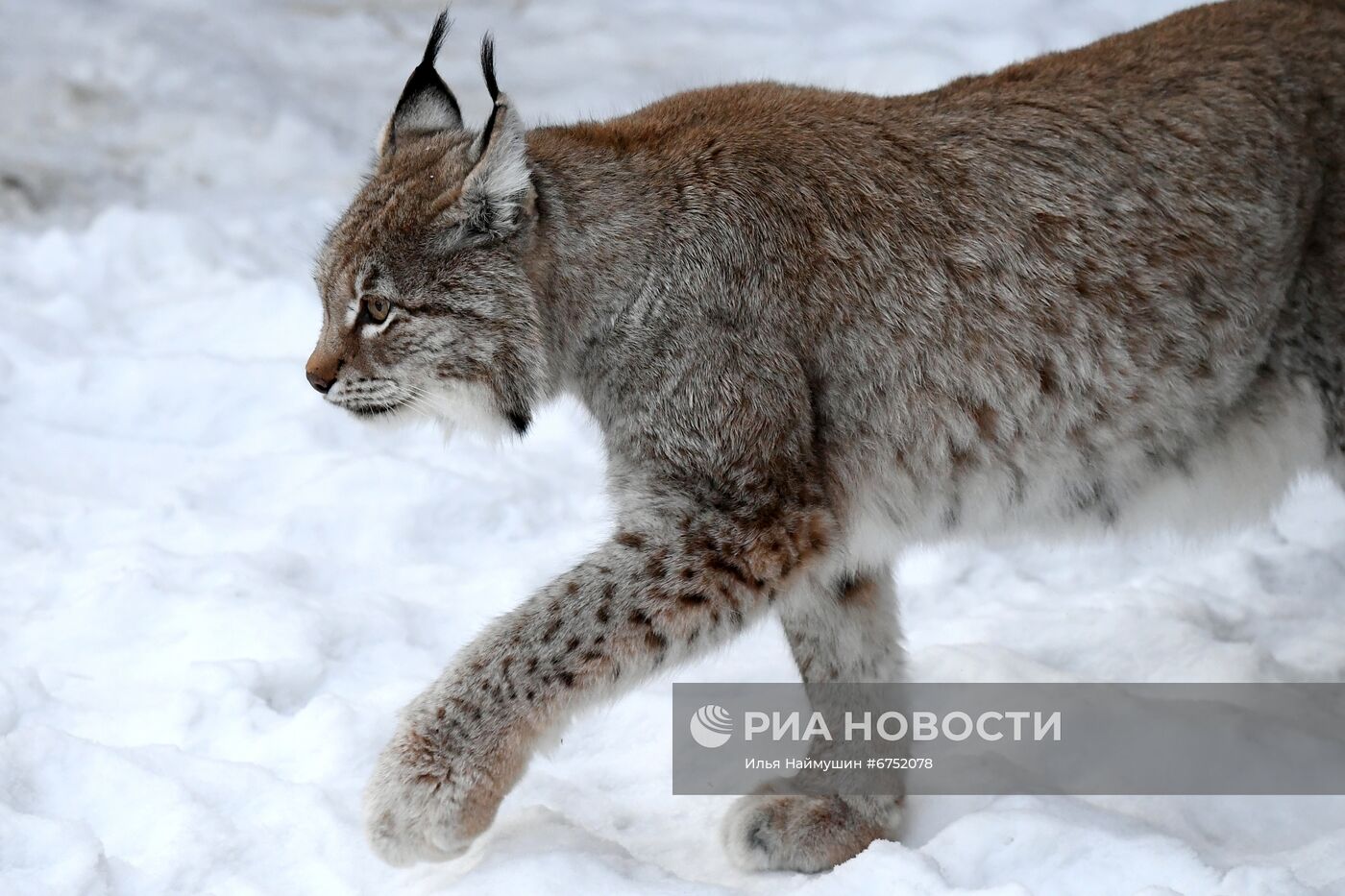 Год Тигра по лунному календарю в парке флоры и фауны "Роев ручей"